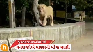 જૂનાગઢ : ભવનાથ પાસે વનરાજોએ મારણ કર્યું || Gir Lion near bhavanath