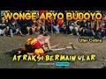 Atraksi Bermain ular cobra ~ Prabu Singo Kumbang ~ WONGE ARYO BUDOYO || Live Sumber Sanan Kulon