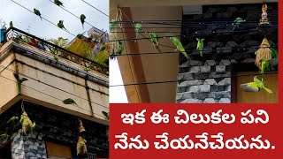 అందరూ మాఇంటివైపేచూస్తున్నారు||వాటికేమో టైమంటేటైమే|ఇక నేనుచిలుకలపనిచేయను|ఇవిఎక్కడ దొరుకుతాయోచూడాలి|