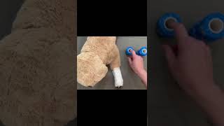 How to Bandage Your Pet’s Leg: Step-by-Step Guide #emergencysupplies #petfirstaid #petemergency