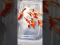 Guppy King Koi Red Ear