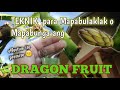 Paano Pwersahing Pabulaklakin/Pabungahin ang Dragon Fruit | How to induce Dragon Fruit to flower