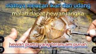 Menjaring || niat nya menangkap ikan dan udang!!! Ehh... malah dapat hewan purba langka. JACKPOT...