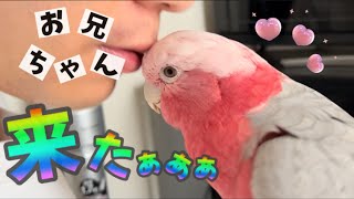 大好きなお兄ちゃんが遊びに来た！幸せいっぱいなモモイロインコ