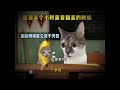 【猫meme合集】猫猫迷因合集 ep.1