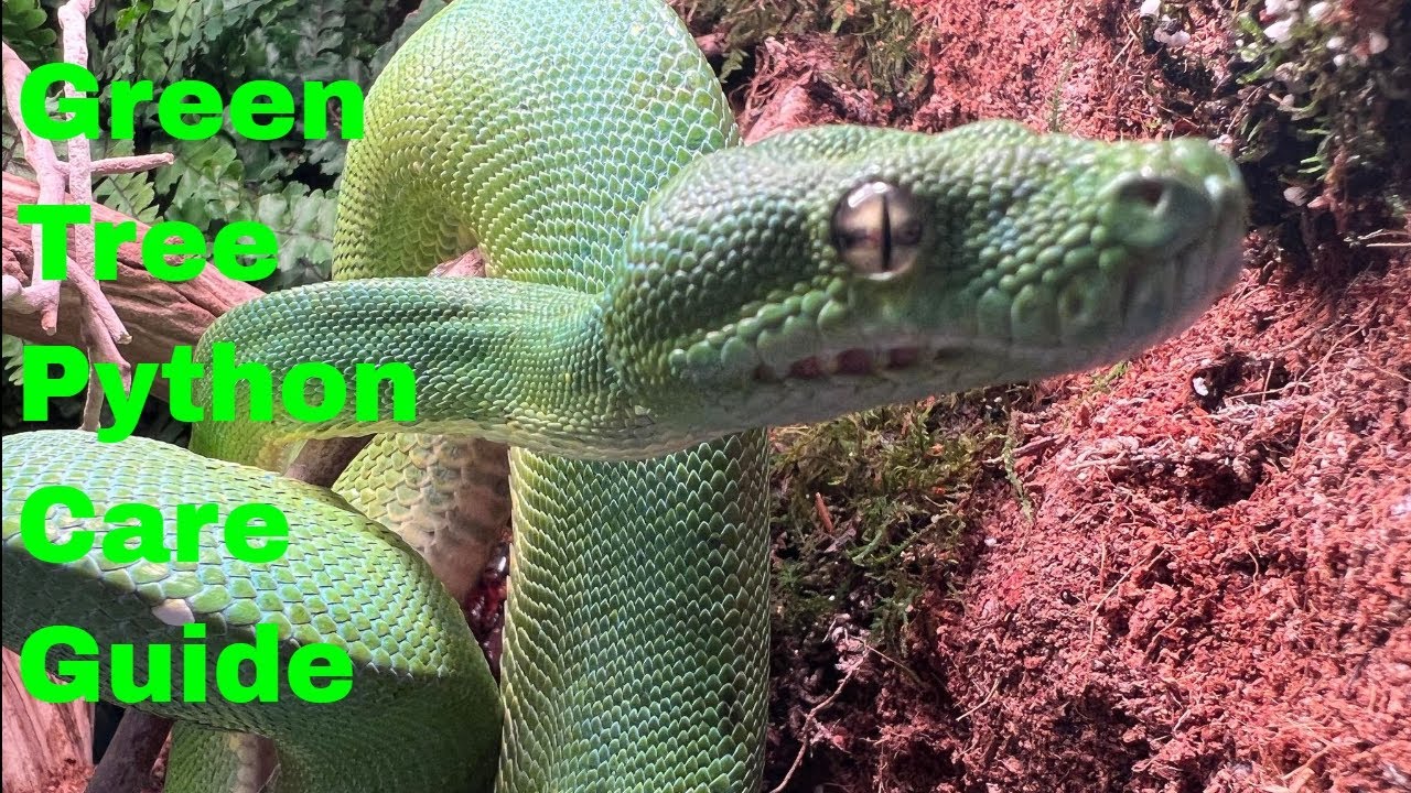 Green Tree Python Care Guide Youtube