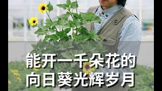 能开一千朵花的向日葵“光辉岁月”