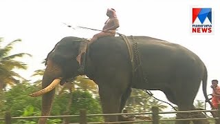 Elephant Mullakkal Balakrishnan came back after treatment