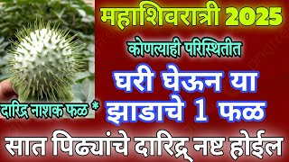 उदया बुधवार महाशिवरात्र घरात आणा या झाडाचे १ फळं, घरात चहूबाजूने पैसा येईल  महादेव प्रसन्न होतील