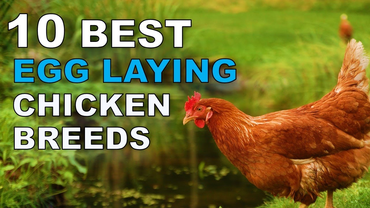 Top 10 Best Egg Laying Chicken Breeds - YouTube