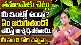 Ramaa Raavi - Betel Plant Good For Home?..|| Ramaa Raavi -Best Moral New Video 2022 || SumanTv Women