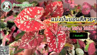 แบ่งปันบอนสี วันที่ 2 ก.พ. 2568 หนึ่งเดียวในจักวาล #บอนสี #caladium #ไม้ด่าง #plants