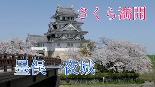 墨俣一夜城 の桜