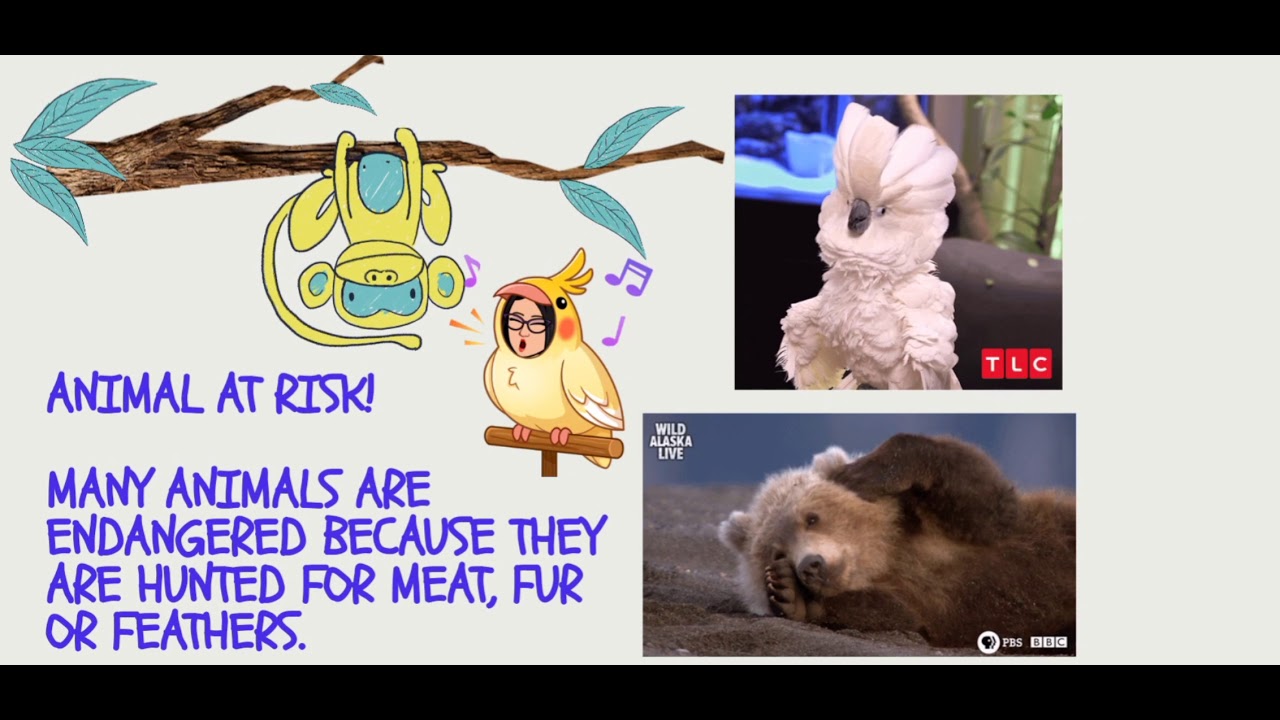 Endangered Animals - YouTube