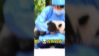 #国宝 #大熊猫福多多 ：这些小jio兽好可怕 是不是在打我的主意？