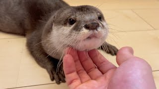 あごなでなでを止めるとクレームが止まらなくなるカワウソ otter whose complaints won't stop when stop stroking