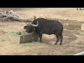 African Buffalos at Denver Zoo (2023)