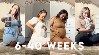 PREGNANT BELLY GROWTH / Week by week transformation