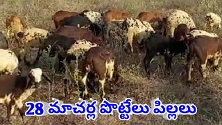 MACHARLA SHEEP KIDS 8008246719 మాచర్ల జాతి పొట్టేలు పిల్లలు FOR AVAILABLE