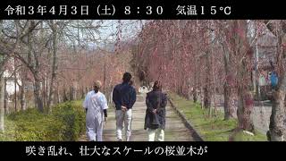 日中線しだれ桜並木 開花情報 4月3日（金）8：30 晴れ 気温15℃