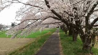 栃木市宮町の桜堤