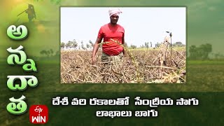 Natural farming with Desi paddy varieties by Prakasam farmer | ETV