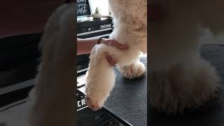 Brushing your Doodle the correct way