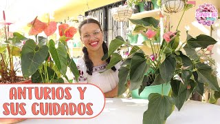 ANTURIOS Una guía completa de sus cuidados │Candy Bu