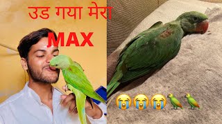 Max uad gya 🦜😭my baby parrot flying  | frist time fly parrot | Alxexender parrot grow