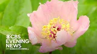 How a secret Delaware garden reemerged during the pandemic