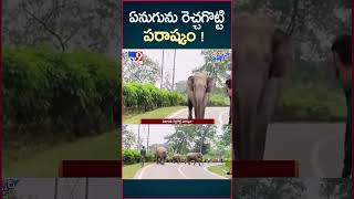 iSmart News : ఏనుగును రెచ్చగొట్టి పరాష్కం! | Elephant | Viral Video - TV9