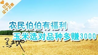 《黑土地》 20171222：农民伯伯有福利，玉米品种选对多赚3000