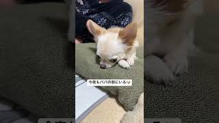 【チワワのミエル】ミエルが気に入っているクッションがこちらです🐶#チワワとの暮らし #癒し #癒し #chihuahua #chihuahua #今日のわんこ #可愛い #dog #パパ