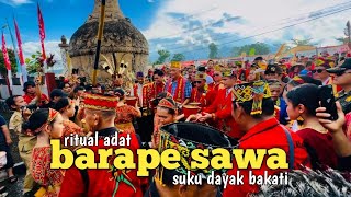 It turns out that the Dayak people have a unique Barape Sawa ritual to get an abundant harvest.
