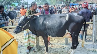 @আজ ১৪ ডিসেম্বর ২০২৪ | কমদামের মধ্যে দেশি জাতের গাভীন গরুর দাম | ভরতখালি গরুর হাট | গাইবান্ধা