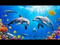 Ocean 4K - Sea Animals for Relaxation, Beautiful Coral Reef Fish in Underwater (4K Video Ultra HD)