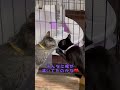 うちのねこ❣️仲良く水を飲む、れいとクウ🍀🎀🤗 かわいい だいすき なかよし あまえんぼ ねこの動画