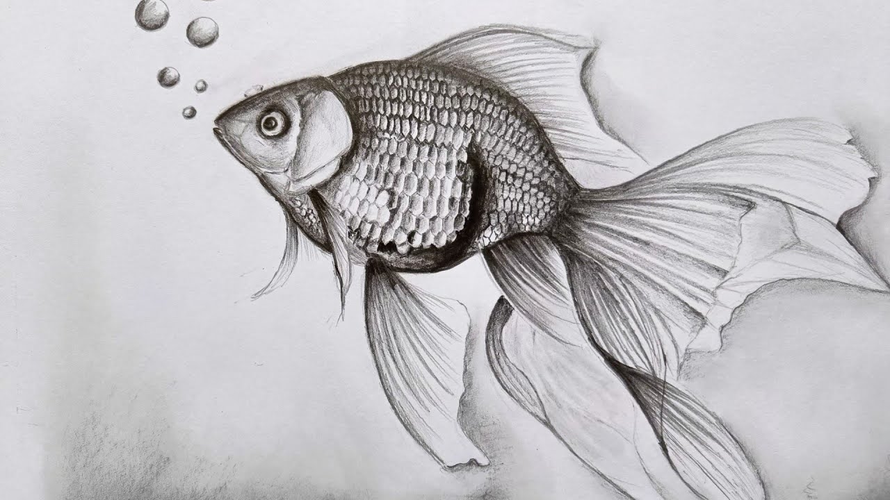 Gold Fish Drawing Easy At Vicky Jorgenson Blog