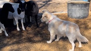 Mi perro peleando con los borregos 🐑