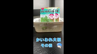 【水耕栽培】かいわれ大根育ててみた結果！ #shorts