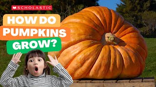 A Pumpkin 🎃 Grows | STEM for Kids