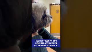 See it: stolen NY dog reunited with owner after being found in NJ #shorts