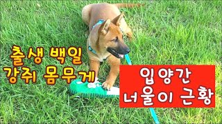 진돗개 출생100일째 강아지 정상 몸무게는 [너울이 근황]