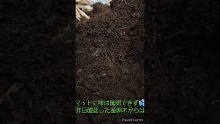 初パラワンオオヒラタクワガタ産卵セット割り出し