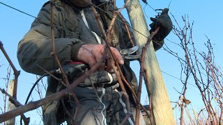 Viticulture : formation accélérée pour la taille de la vigne en Charente