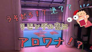 【アロワナ池】うそだろ！？リビングの窓にアロワナ！？DIY池とお魚たちの紹介#アロワナ #池 #初動画