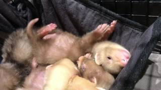 神奈川　フェレット　赤ちゃん　Ferret baby