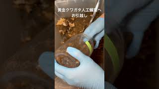 黄金クワガタ人工蛹室へお引越し。あんまり暴れてなかったけどボトル底に蛹室を作っちゃったので念のためお引越し