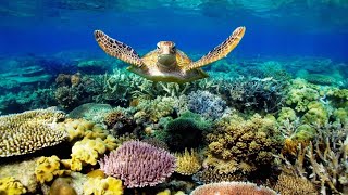 GIANT SEA TURTLES • AMAZING CORAL REEF FISH •  THE BEST RELAX MUSIC
