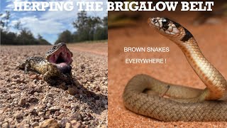 VENOMOUS SNAKES EVERYWHERE | Herping The Brigalow Belt